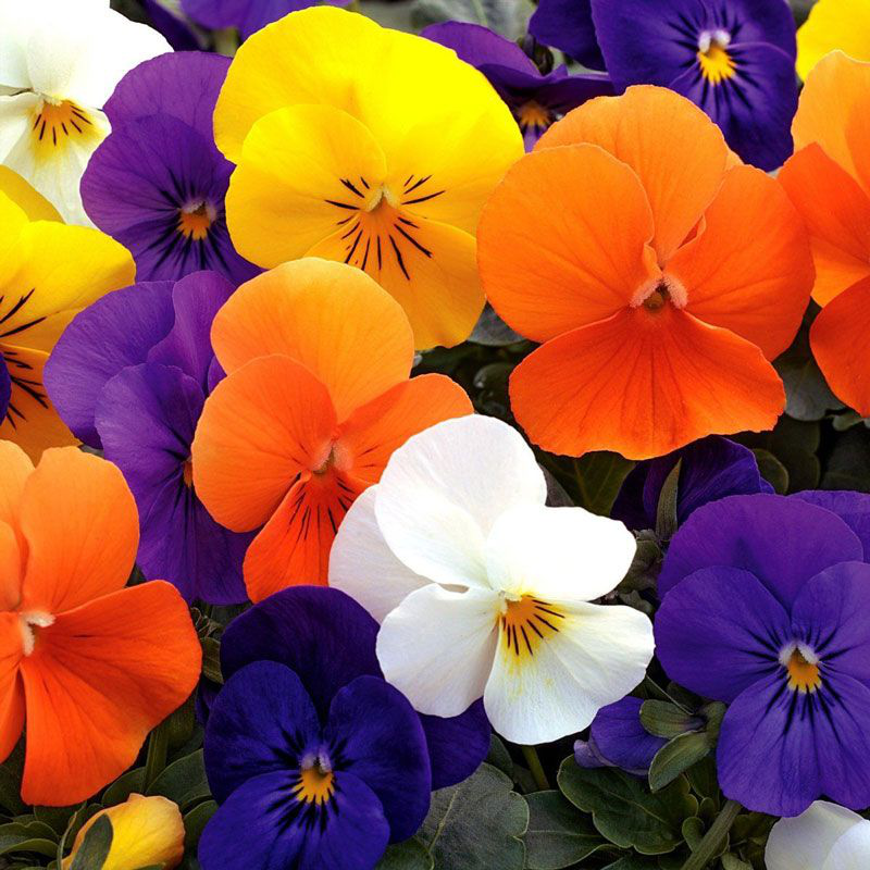 Семена виолы Пенни F1 смесь, 10шт, Hem, Голландия, Професійне насіння 2