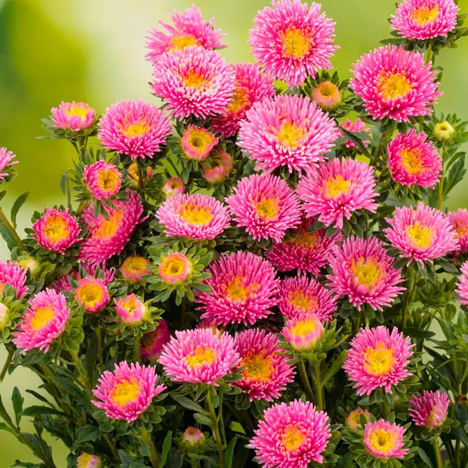 Семена астры китайской Арлекин, розовая, 0.1г, Satimex, Германия, Професійне насіння 2