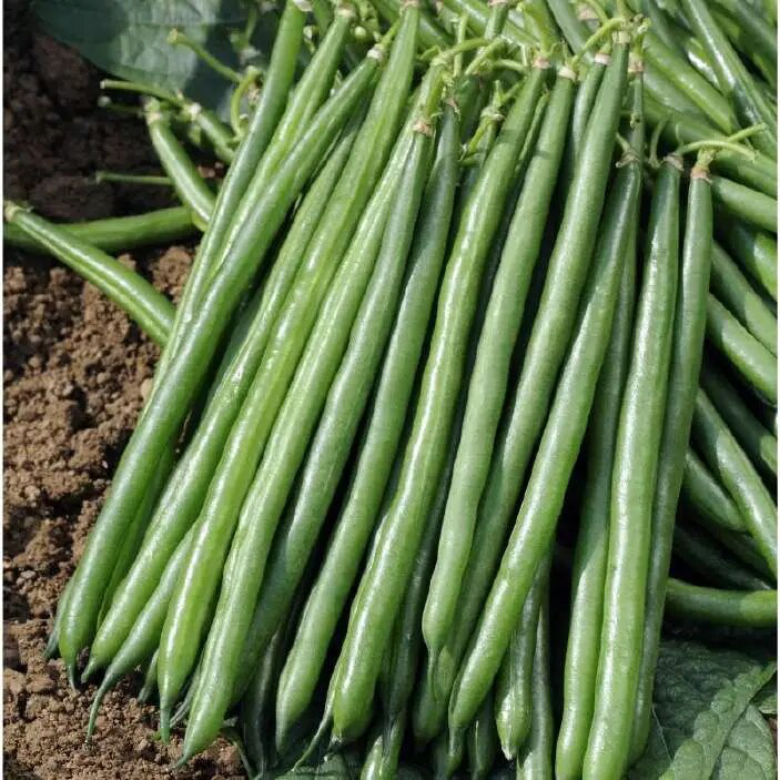 Насіння квасолі Крокет F1, 20 шт, Clause, Франція, Професійне насіння 2