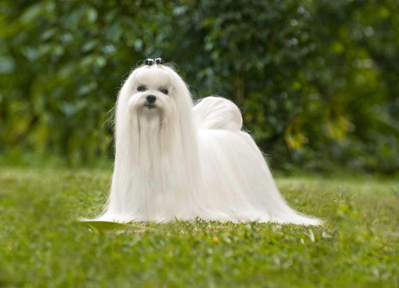 Шампунь Trixie Color Shampoo для собак з білосніжною шерстю, 250 ,2914 2