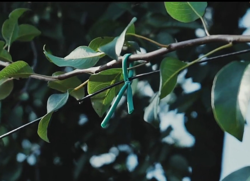 Агро-трубка для подвязки (кембрик) эластичная, D 3мм., 200м, Cordioli 3