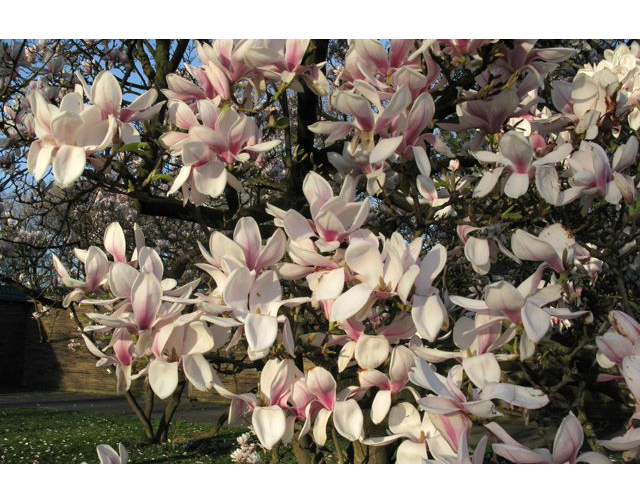 Комплексне мінеральне добриво для магнолій Agrecol NPK 14.0.8, 1.2 кг (265) 4