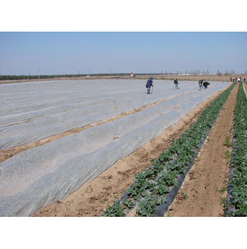 Агроволокно біле 50 UV, 3.2х100м, Agreen (Агрін) 4