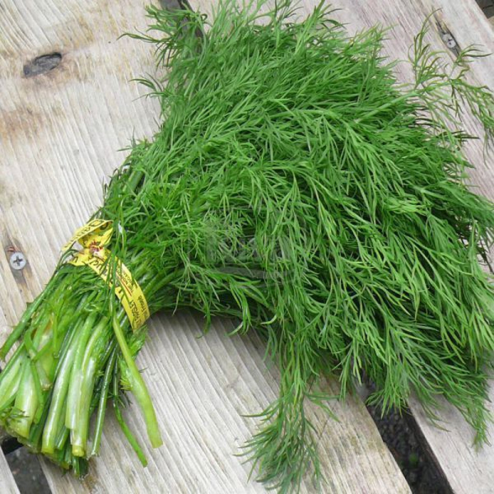 Насіння кропу Мамонт, 2г, Satimex, Німеччина, насіння Садиба Центр 2