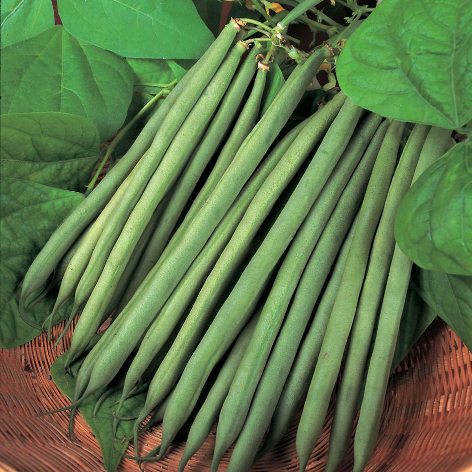 Насіння квасолі спаржевої Ольга, 20г, Satimex, Німеччина, насіння Садиба Центр  2