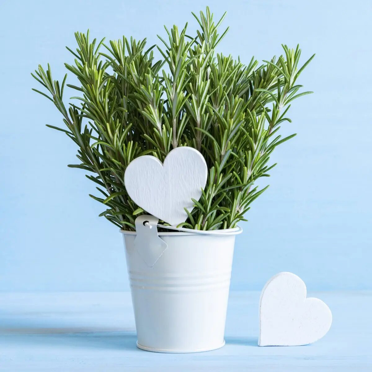 Насіння розмарину Розі, 0.05 г, Нeм Zaden, Голландія, Професійне насіння 2