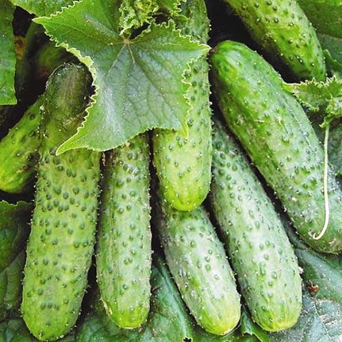 Насіння огірка Ніжинський F1, 1г, Україна, насіння Садиба Центр  2