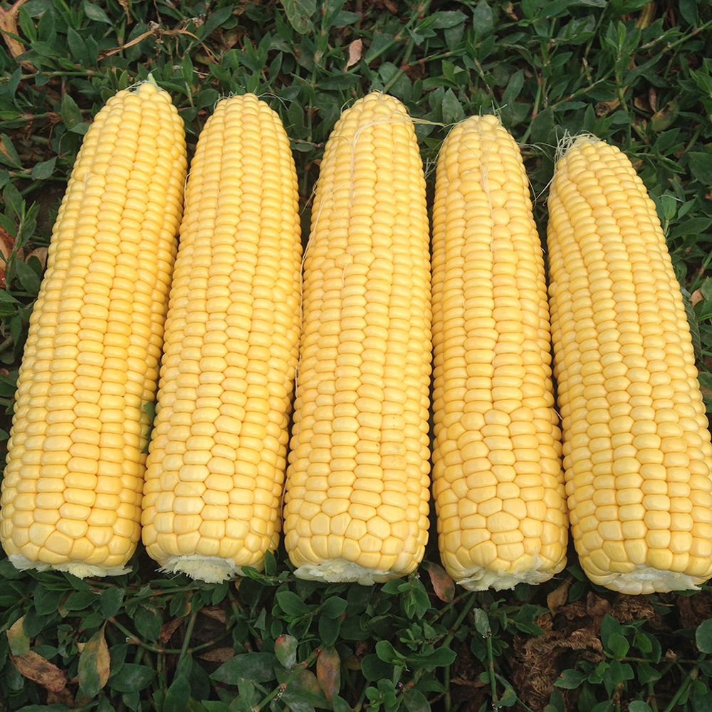 Семена кукурузы Турбин F1, Clause, Франиця, 20 шт, семена Садиба Центр 3