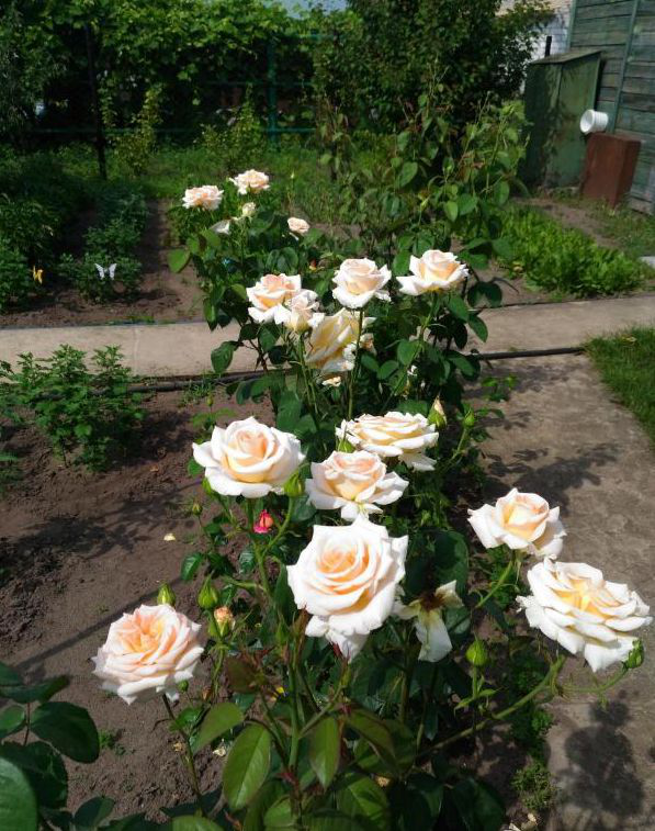 Комплексне мінеральне добриво Майстер-Агро для троянд NPK 16.18.24 + 0,5MgO, 25 г 3