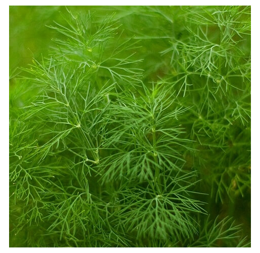 Насіння кропу Амброзія, 10 г, Садиба Центр  3