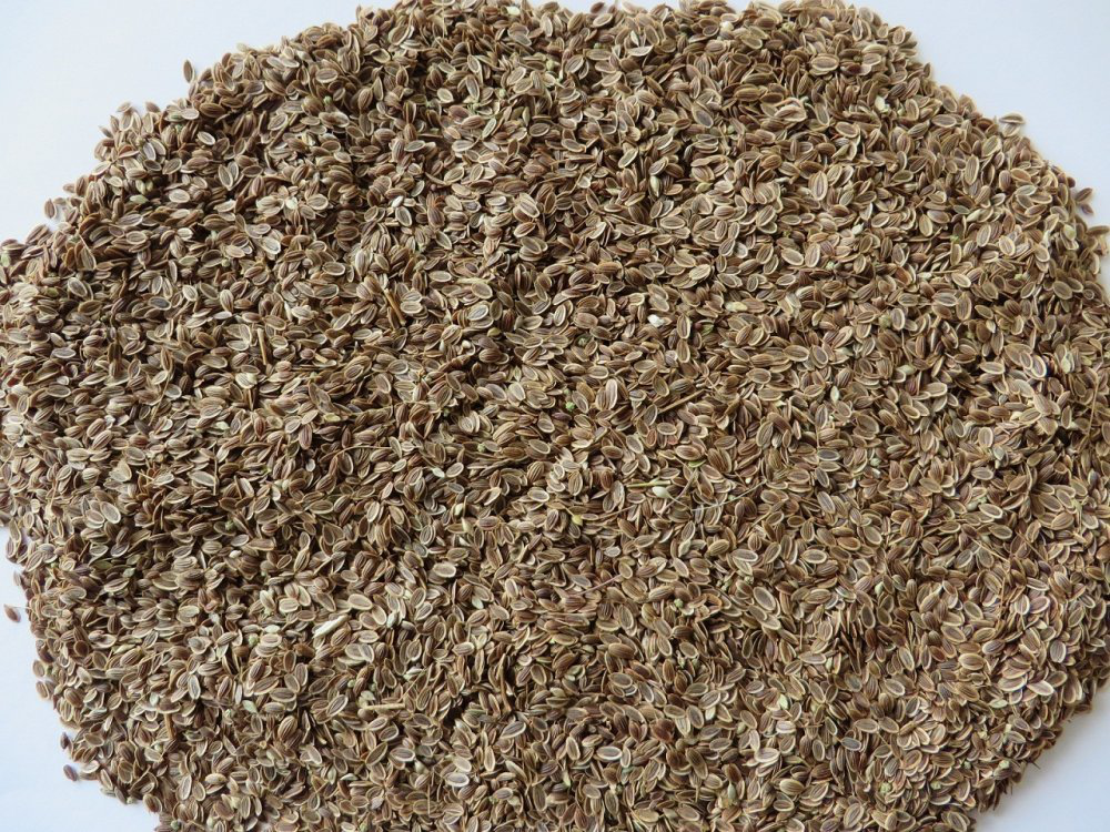 Насіння кропу Амброзія, 10 г, Садиба Центр  2