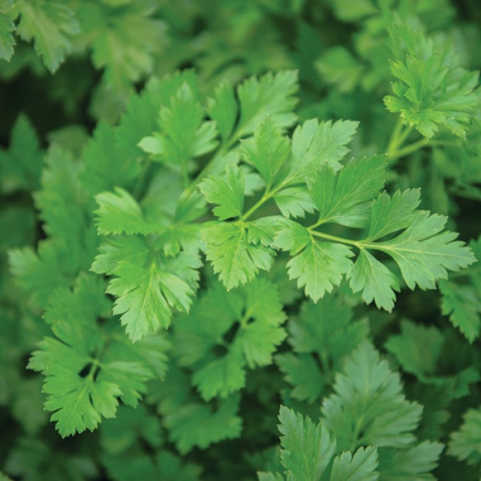 Семена петрушки Риалто, 1г, Bejo, Голландия, семена Садиба Центр 2