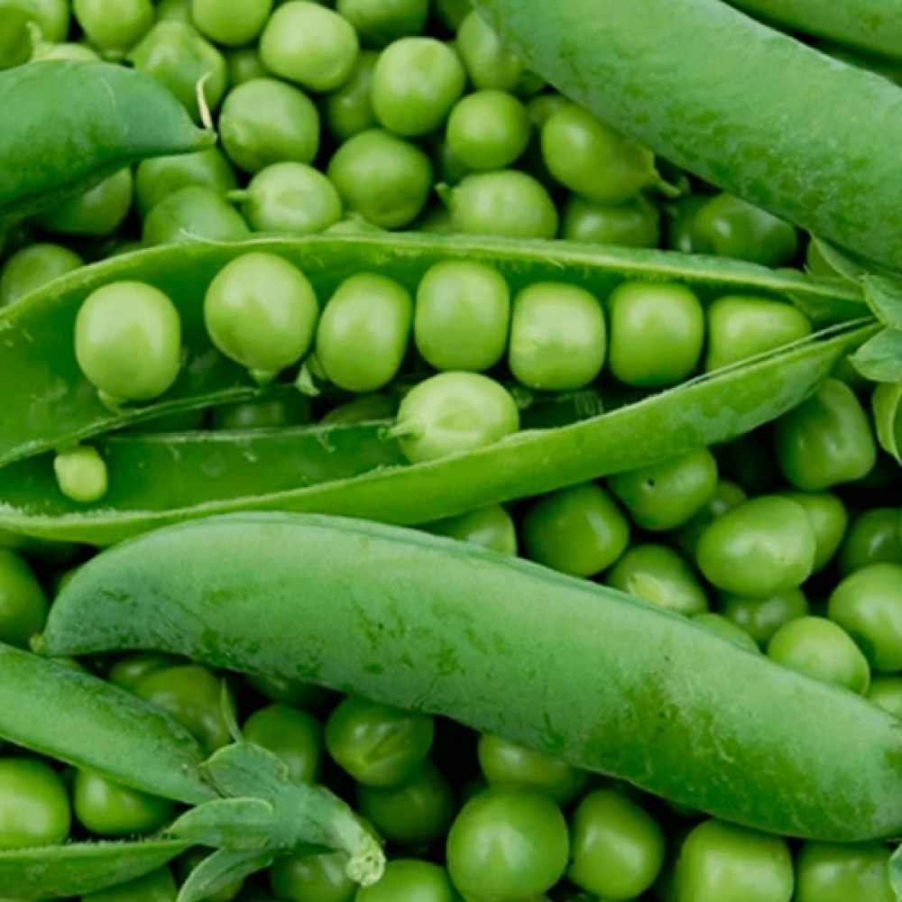 Семена гороха Скинадо, 20г, Syngenta, Голландия,  Садиба Центр 2