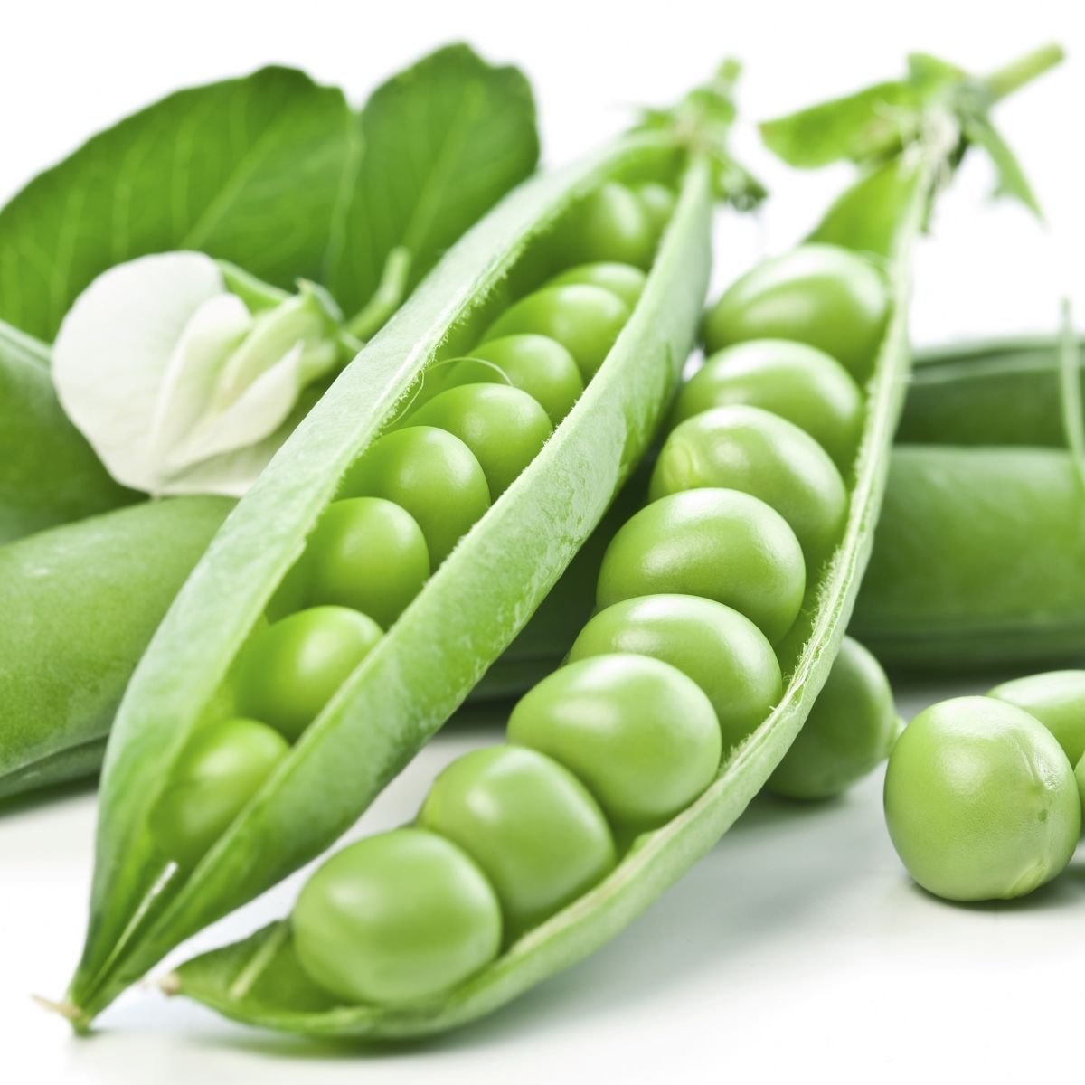 Насіння гороху Преладо, 100шт, Syngenta, Голандія, насіння Садиба Центр 2