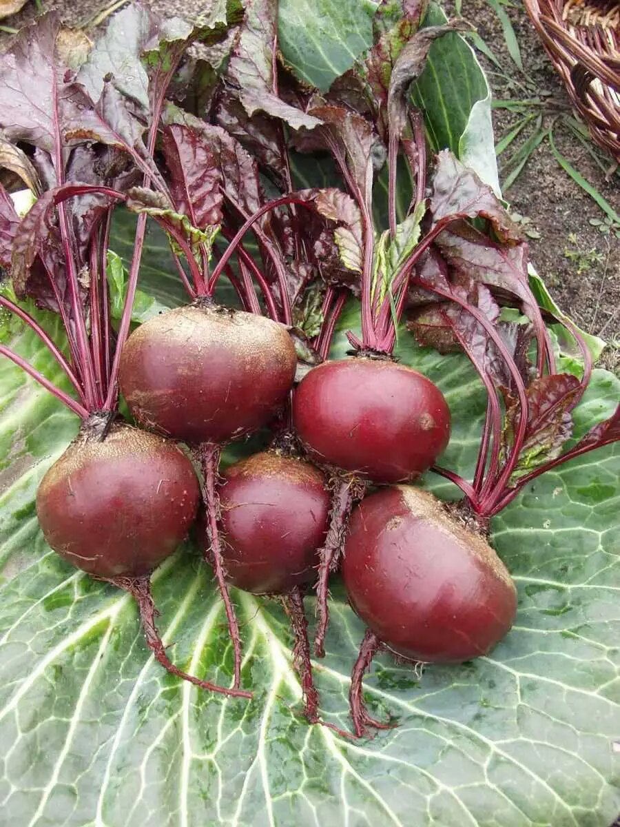 Насіння буряка столового Пабло F1, 2 г, Bejo, Голландія, Насіння Pro seeds 2