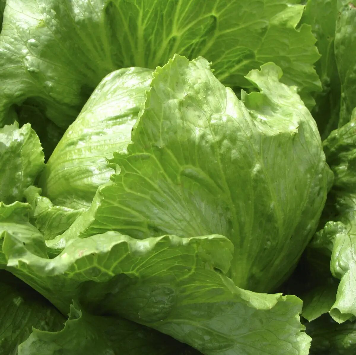 Насіння салату Грейт Лейкс, тип Айсберг, 0.3 г, Hem, Голландія, Професійне насіння 2