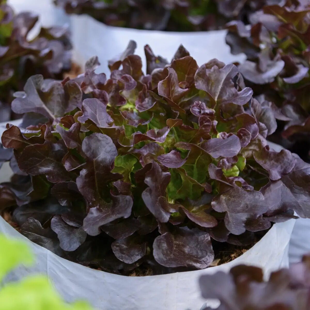 Семена салата Ред Боул, 0.3 г, Hem, Голландия, Професійне насіння 2