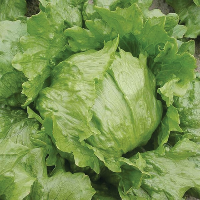 Насіння салату Робінсон Айсберг, 30шт, Nickerson-Zwaan, Голландія, насіння Садиба Центр 3