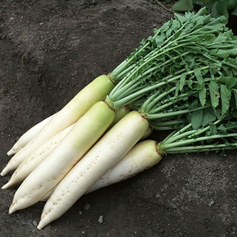 Насіння редьки Титан F1, 2 г, Kitano, Голландія, Леда Агро 2