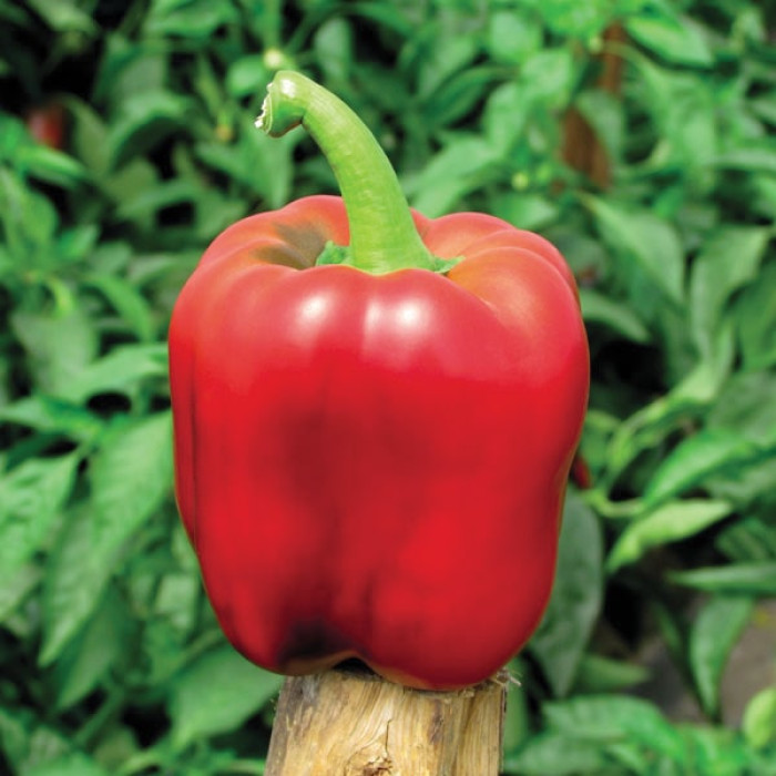 Насіння перцю Кримсон Кінг F1, 8шт, Hazera, Нідерланди, насіння Садиба Центр 2