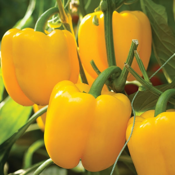 Насіння перцю жовтого Турбін F1, 8шт, Bejo, Голландія, Садиба Центр 2