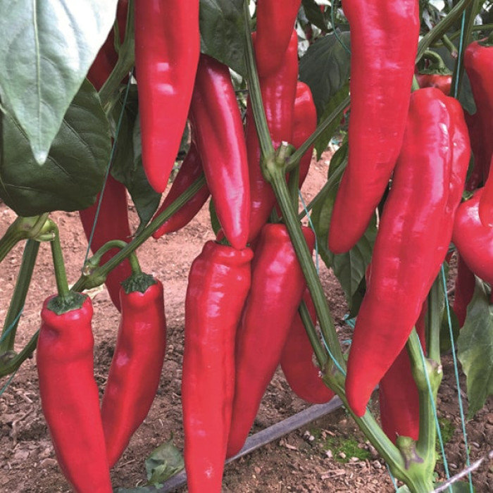 Семена перца Армагедон F1, 8шт, Yuksel, Турция, семена Садиба Центр 2