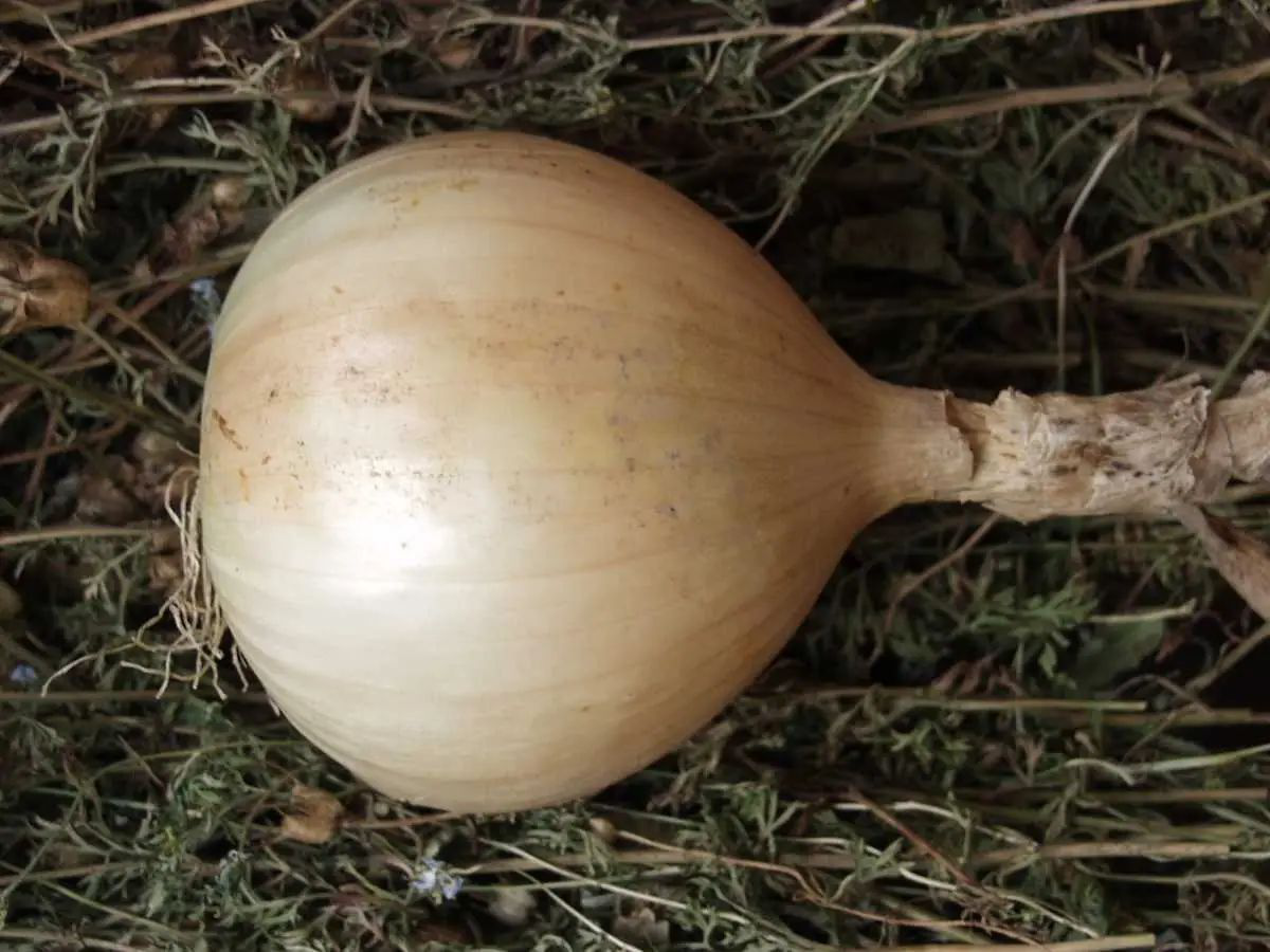 Семена лука Эксибишн, 100 шт, Bejo, Голландия, Професійне насіння 3