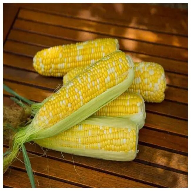 Насіння кукурудзи Ракель F1, 15 шт, Clause, Франція, Професійне насіння 2