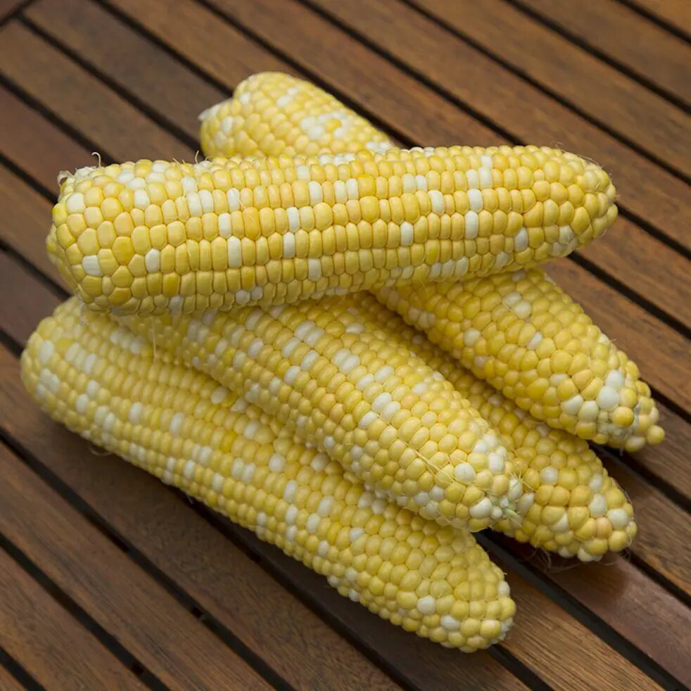 Насіння кукурудзи Ракель F1, 15 шт, Clause, Франція, Професійне насіння 3