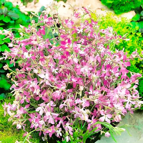 Насіння матіоли Гігант Імперіал, 0.2г, Hem, Голландія, насіння Леда Агро 3