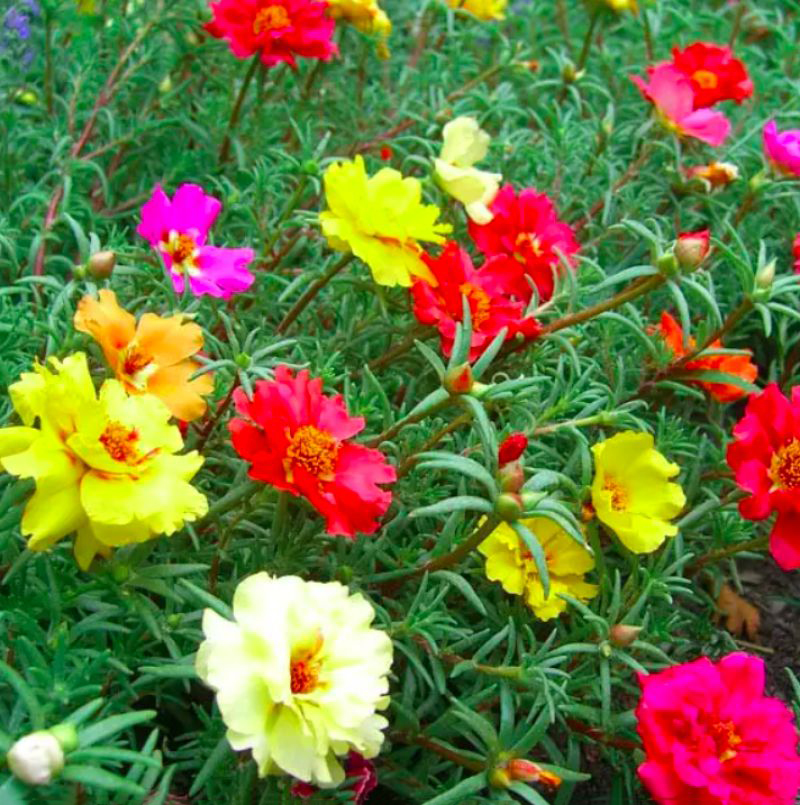 Насіння портулаку Сингл суміш, 0.05г, насіння Леда Агро 3