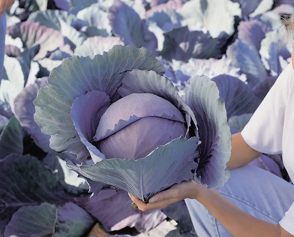 Насіння капусти Рексома, 20шт, Rijk Zwaan, Голландія, Насіння Pro seeds 2