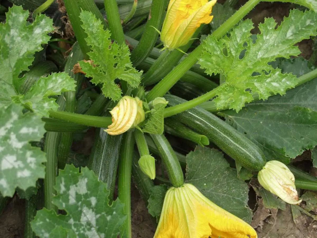 Семена кабачка Кора F1, 5 шт, Tezier, Франция, Професійне насіння 2