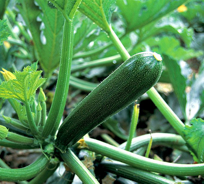 Насіння кабачка Кора F1, 5 шт, Tezier, Франція, Насіння Pro seeds 3