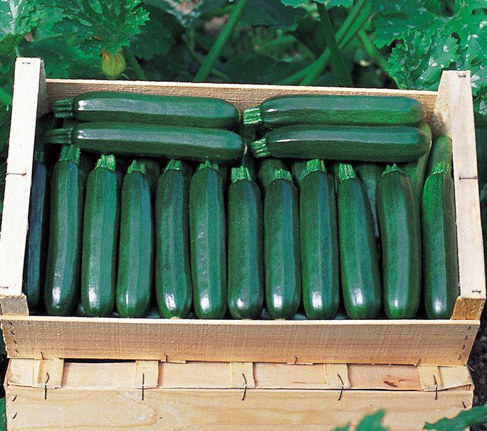 Семена кабачка Кора F1, 5 шт, Tezier, Франция, Професійне насіння 4