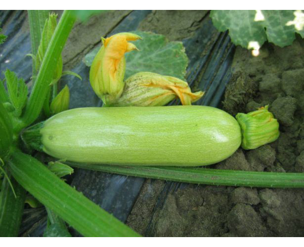 Насіння кабачка Кавили F1, 5 шт, Nunhems, Голандія, Насіння Pro seeds 2