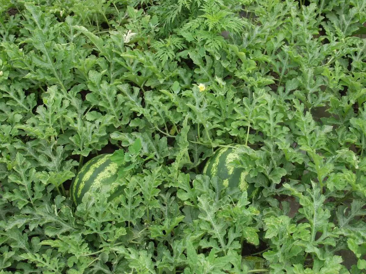 Насіння кавуна круглого Крімсон Світ, 1г, Tezier, Франція, Насіння Pro seeds 3