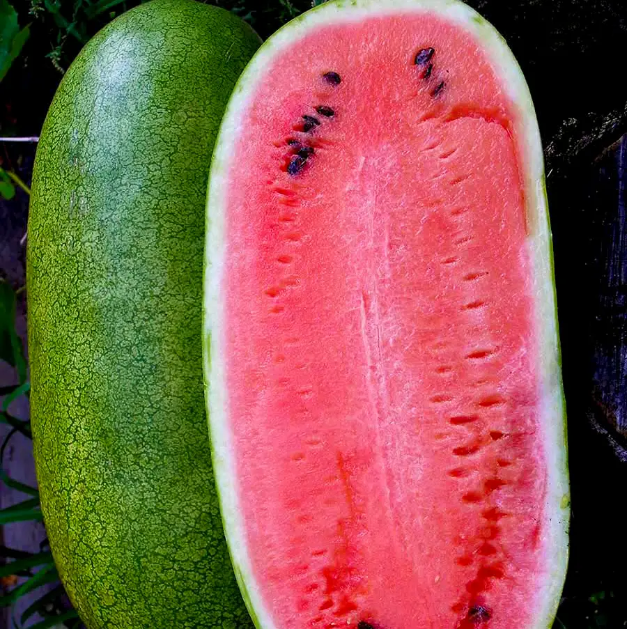 Насіння кавуна Чарльстон грей, 1г, Tezier, Франція, Насіння Pro seeds 2