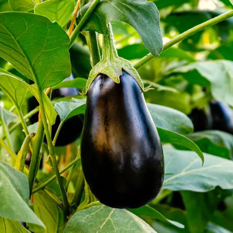 Біостімулятор д/росту і розвитку рослин д/саду,городу Вермісол, 5л,  2