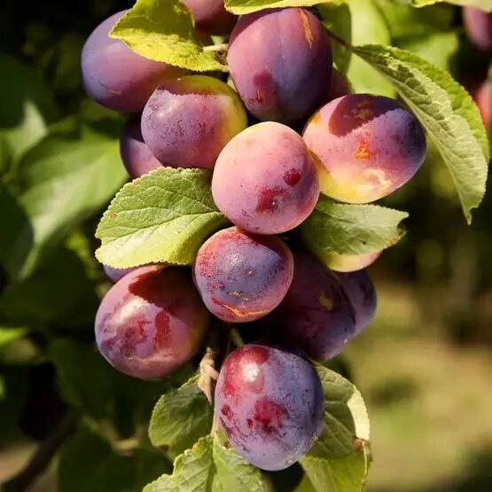 Біостімулятор д/росту і розвитку рослин д/саду,городу Вермісол, 1000мл,  3
