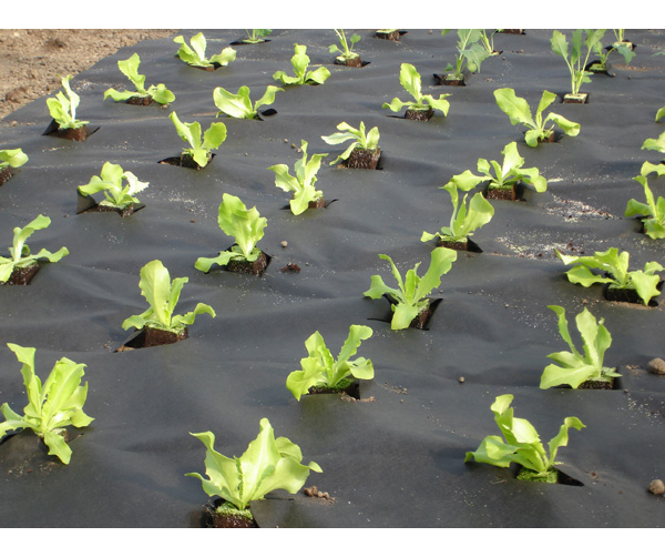 Агроволокно черное 50 UV, 3.2x10м, Growtex 3