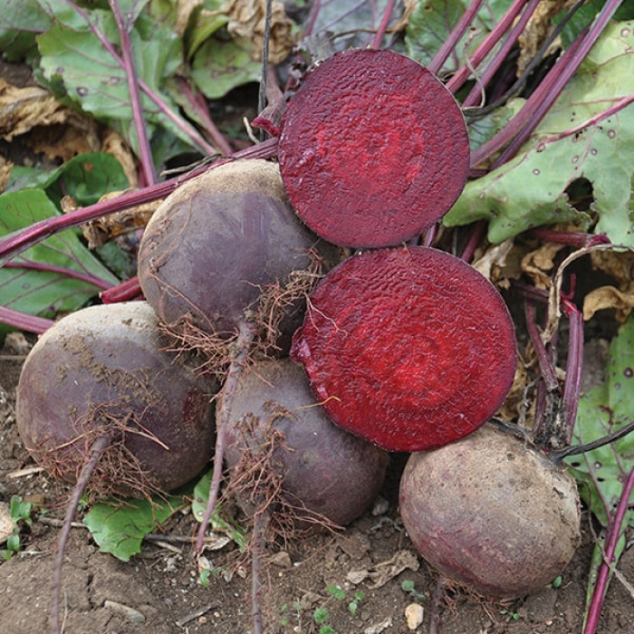 Насіння буряка Акела, 200шт, Rijk Zwaan, Голландія, насіння Садиба Центр 2