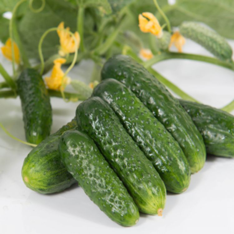 Семена огурца Проликс F1, 10шт, Nunhems, Голландия, семена Садиба Центр 3