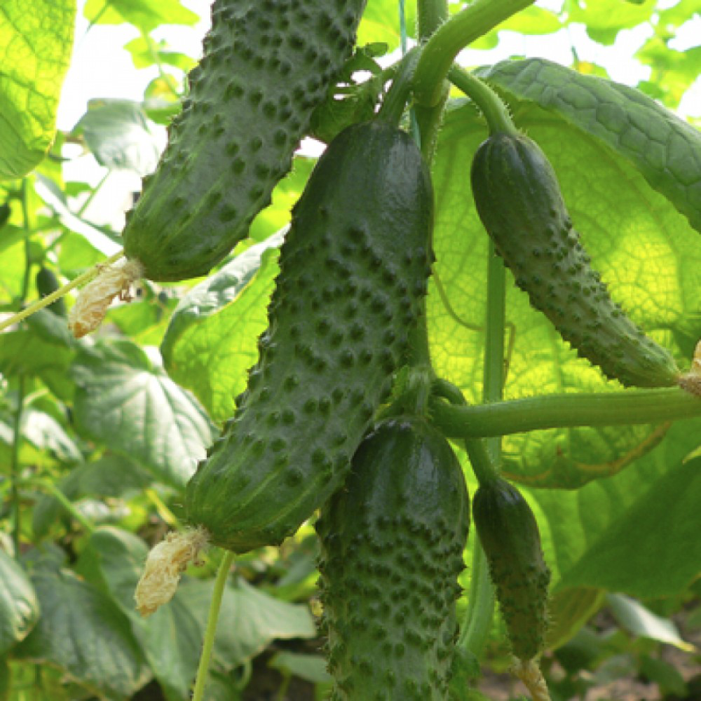Насіння огірка Маша F1, 10 шт., Seminis, Голандія, Садиба Центр 2