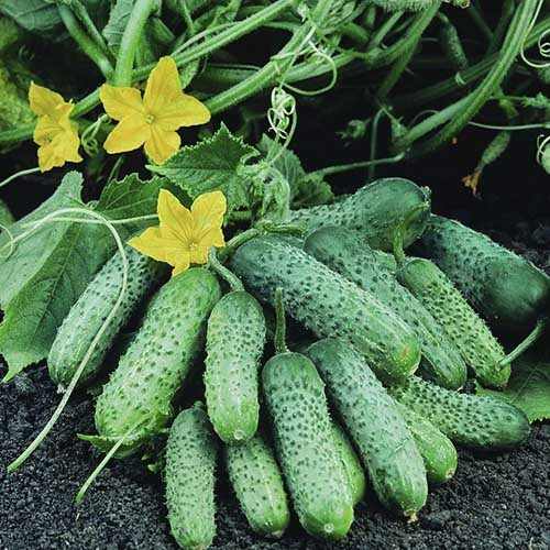 Насіння огірка Пасамонте F1, 50шт, Syngenta, Голландія, насіння Садиба Центр 2