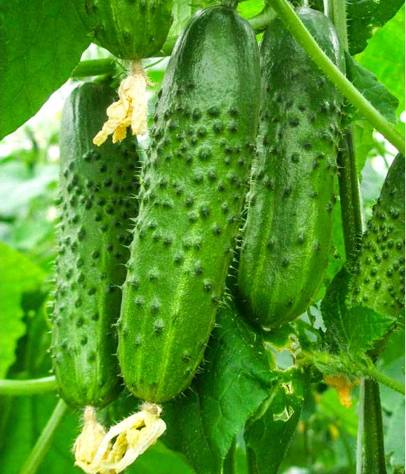 Насіння огірка Надежда F1, 20 шт, Seminis, Голандія, Садиба Центр 2