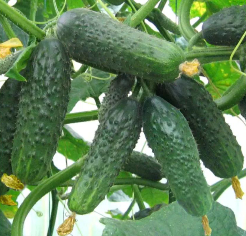 Насіння огірка Сатіна F1, 10шт, Nunhems, Голандія, насіння Садиба Центр 3