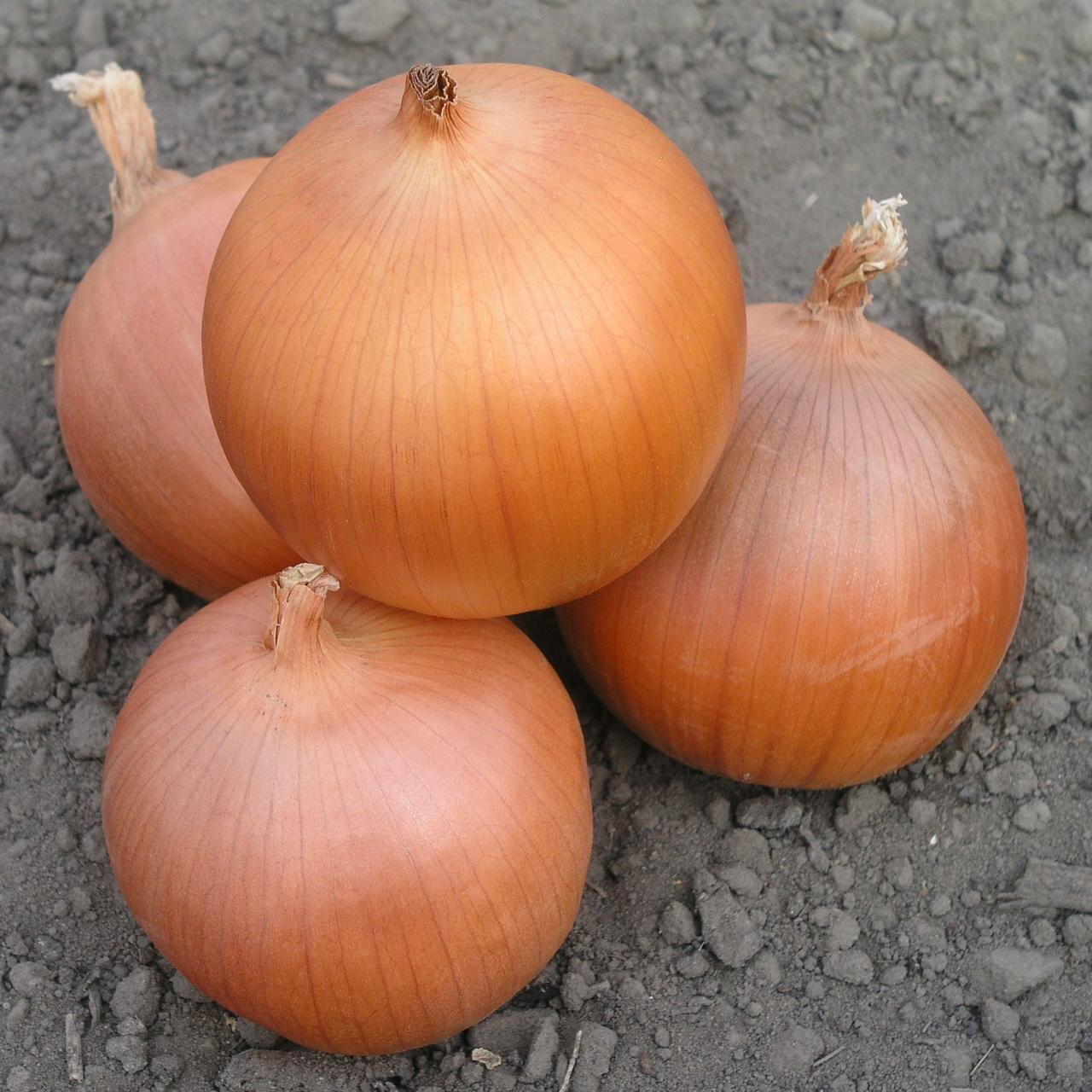 Насіння цибулі Дайтона, 200шт, Bejo, Голландія, насіння Садиба Центр 2