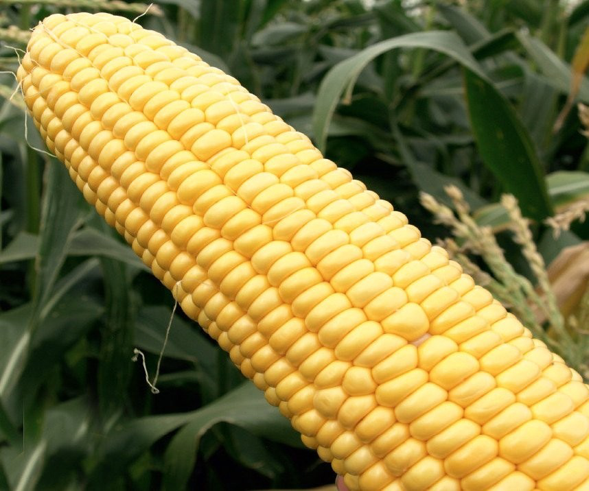 Насіння кукурудзи Турбін F1, 100 шт, Clause, Франція, насіння Садиба Центр 2