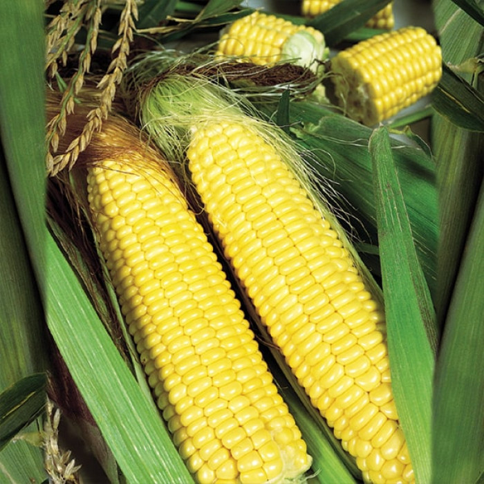 Насіння кукурудзи Трофі F1, 20шт, Seminis, Голандія, Садиба Центр 2